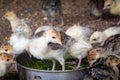 Close up view of farm birds Ã¢â¬â little turkey in aviary. Raising gobbler birds in a cage